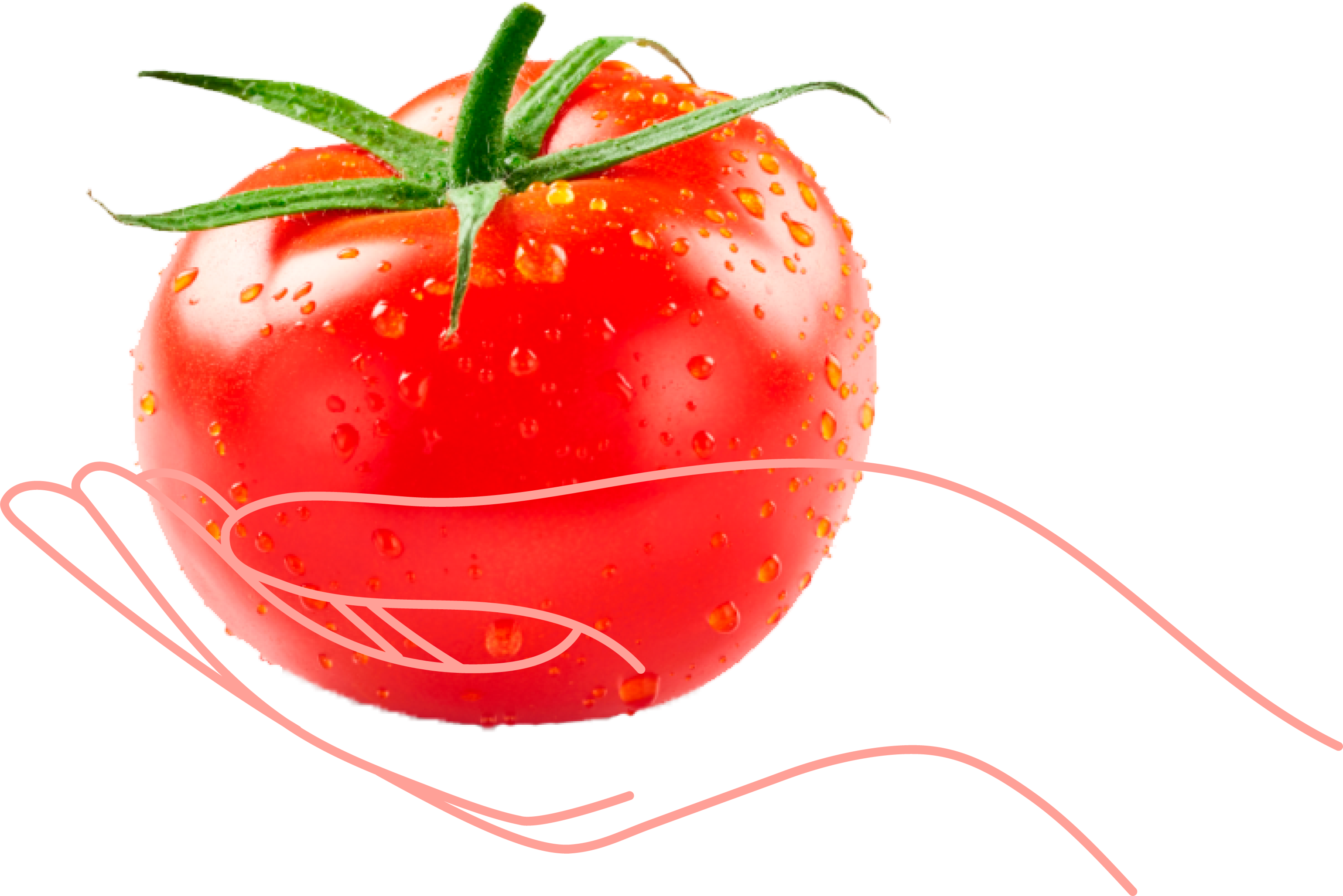 tomate_mano